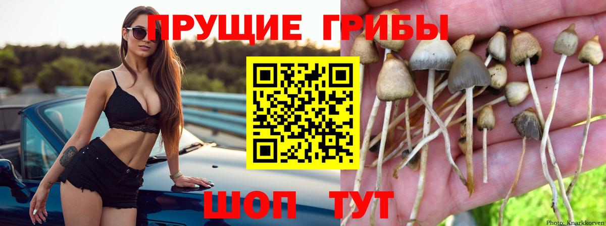 Псилоцибиновые грибы GOLDEN TEACHER Элиста